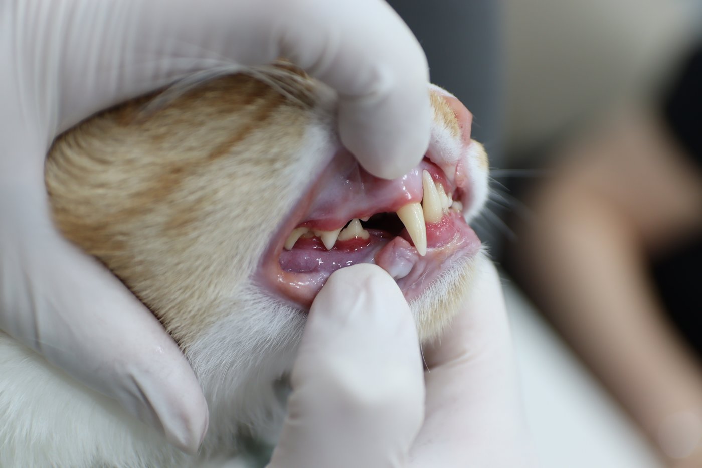 고양이 입냄새 가이드