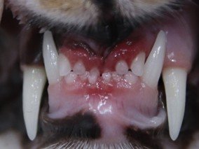 고양이 치은염 가이드