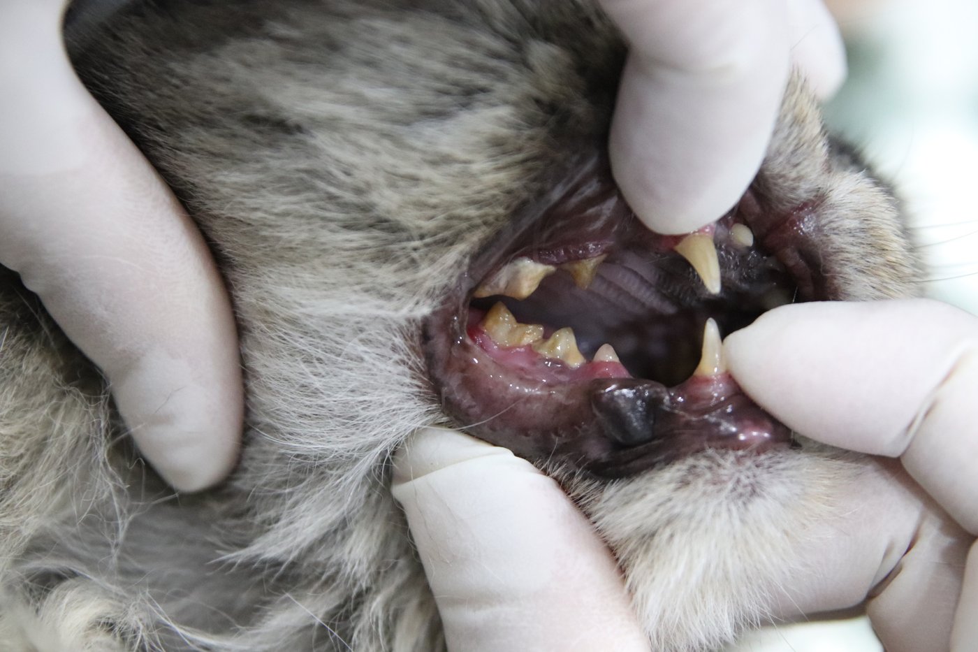 고양이 치석 가이드