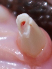 고양이 치아 파절 예시 2